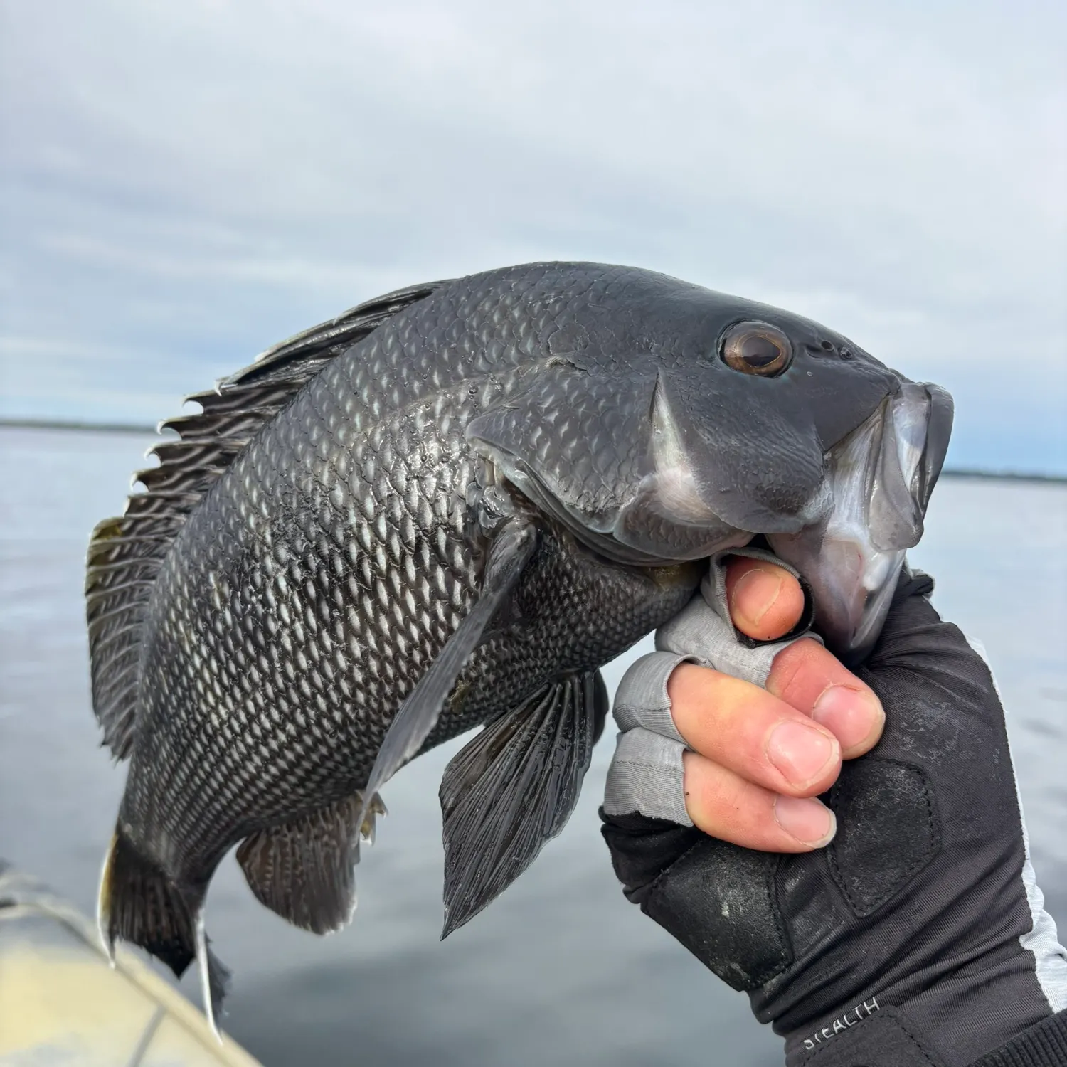 Black sea bass caught on Fishbrain
