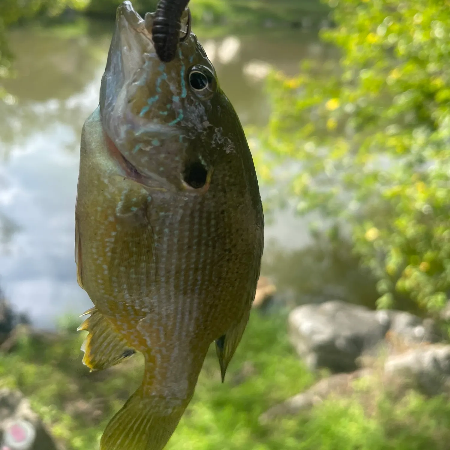 Green sunfish caught on Fishbrain