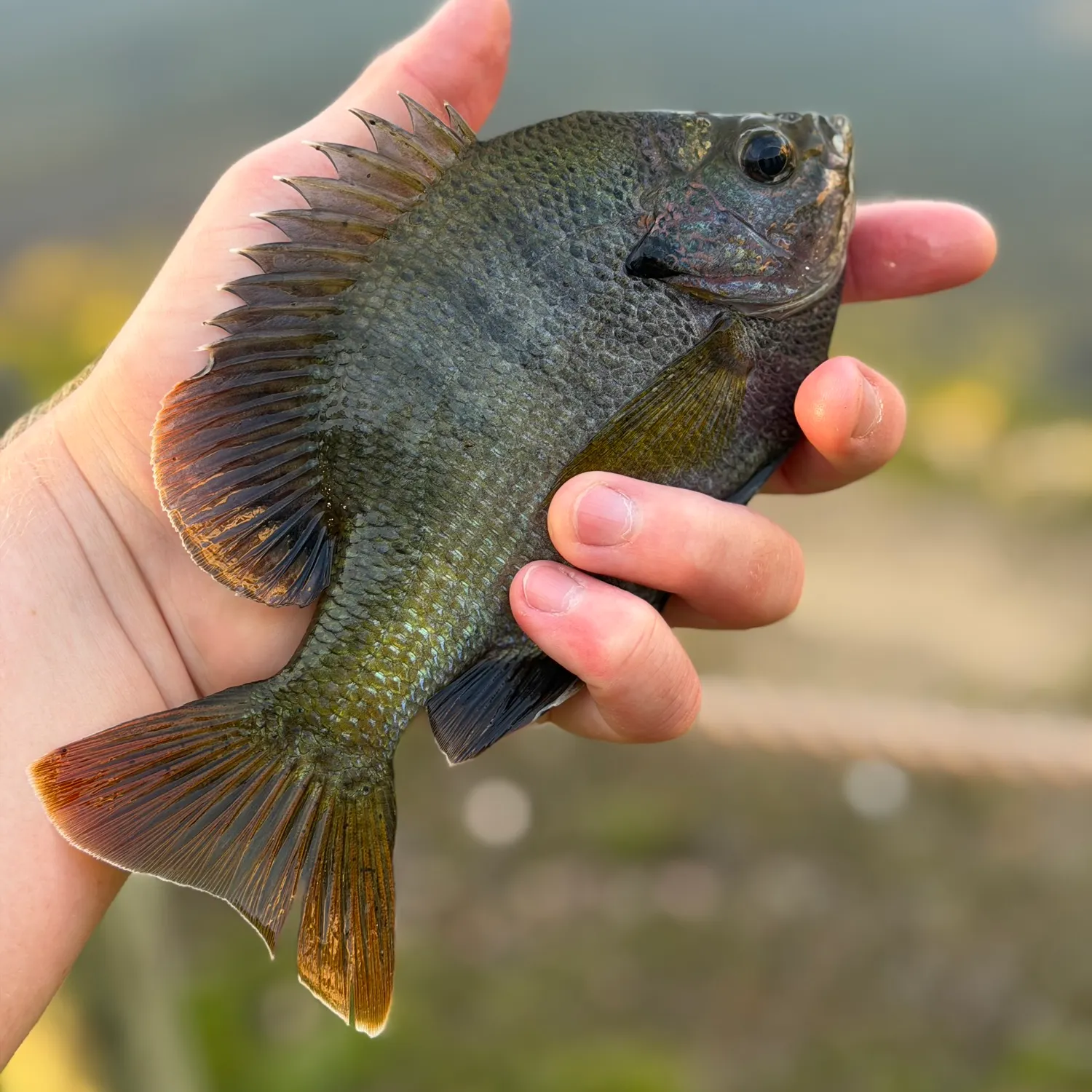 The most recent Coppernose bluegill catches on Fishbrain