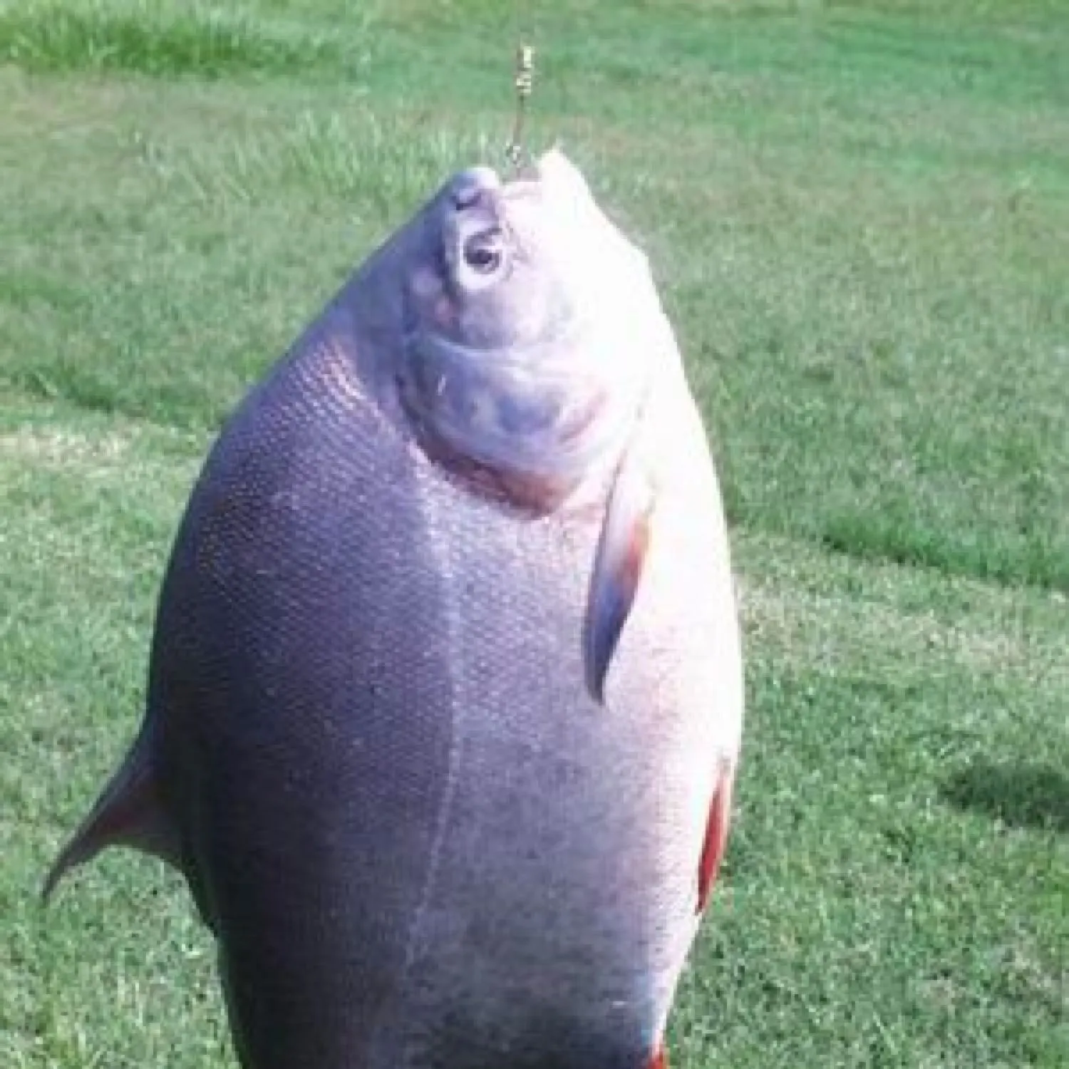 Small-scaled pacu caught on Fishbrain