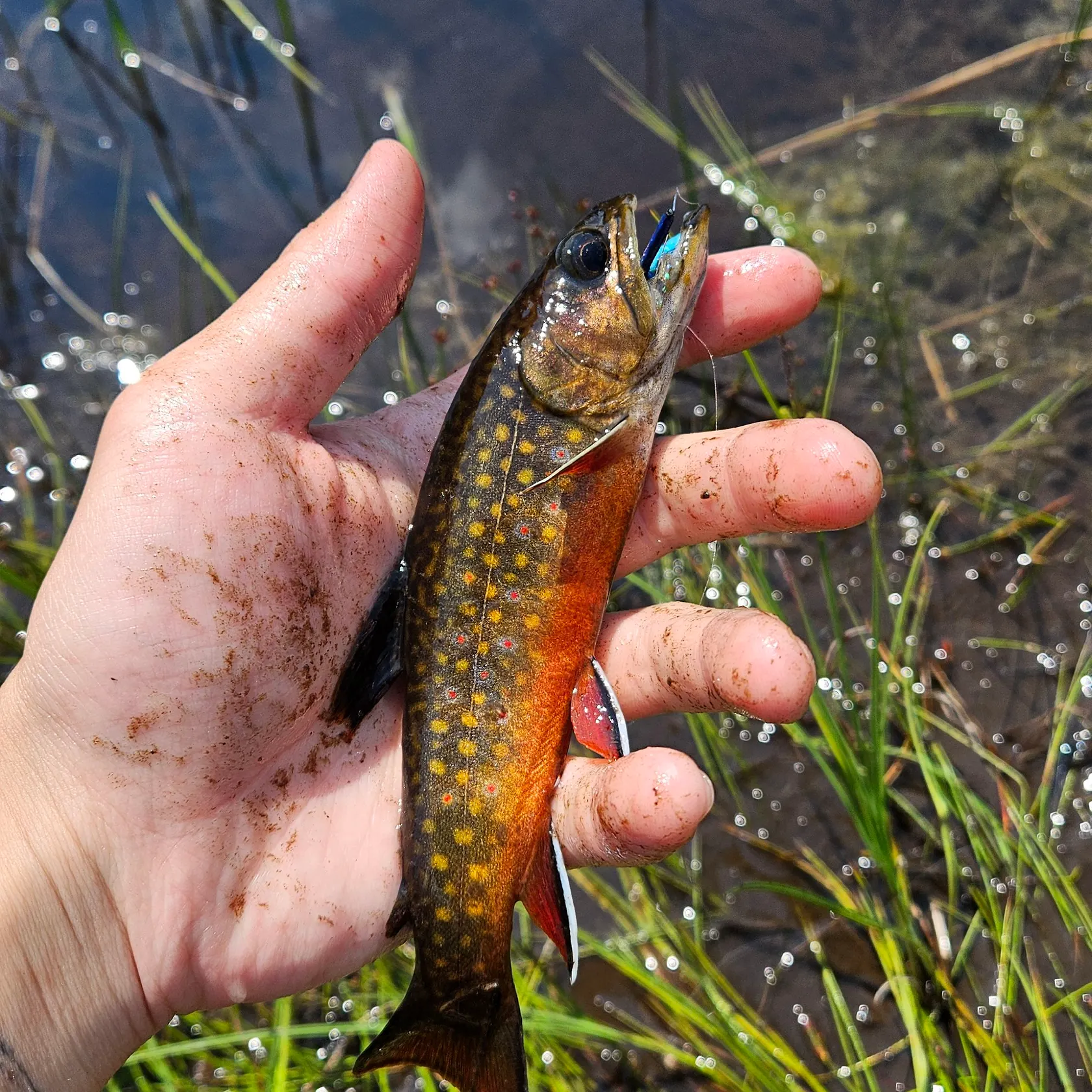 Brook trout caught on Fishbrain