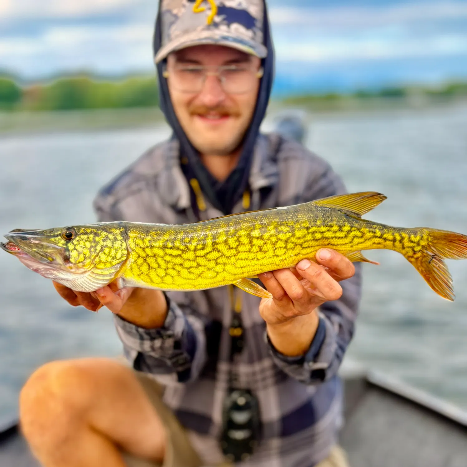 Chain pickerel caught on Fishbrain