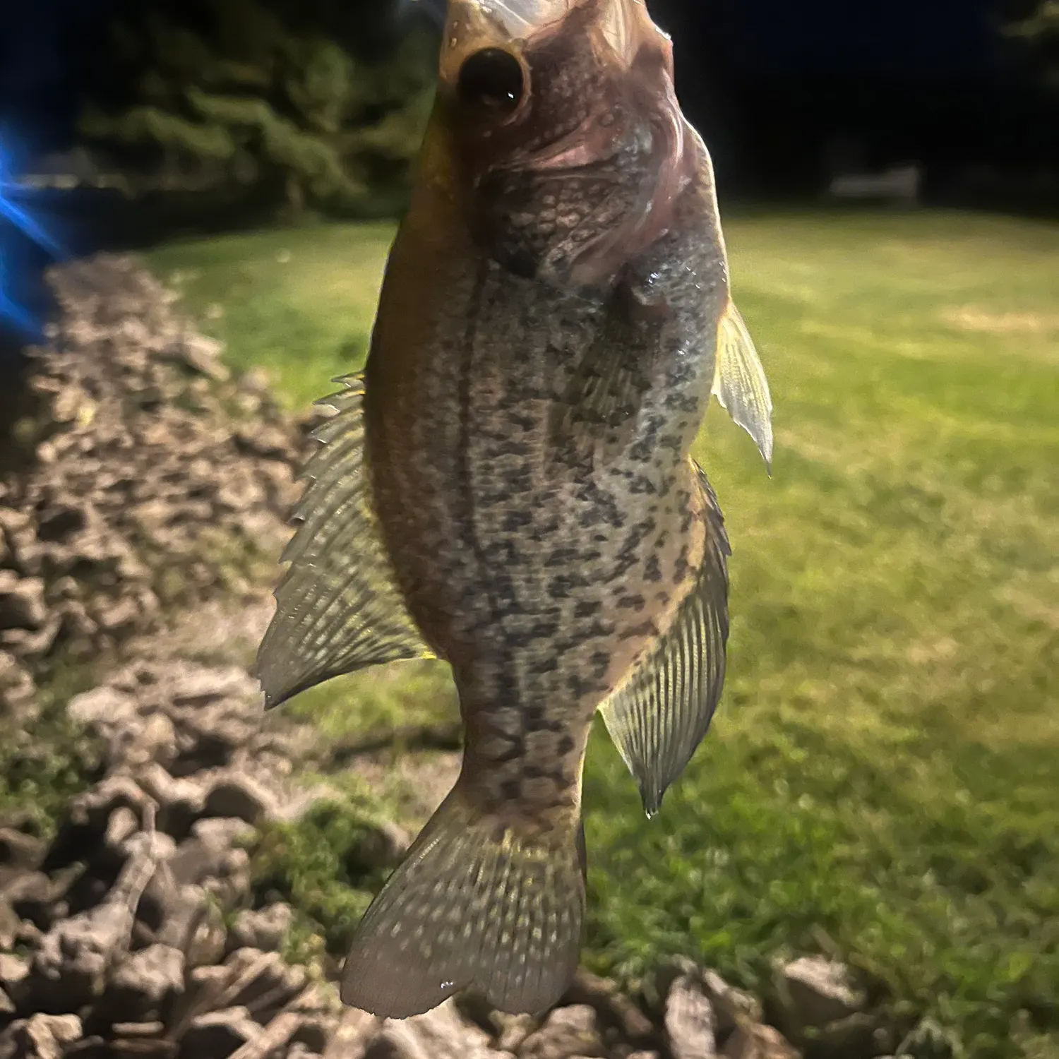 Black crappie caught on Fishbrain