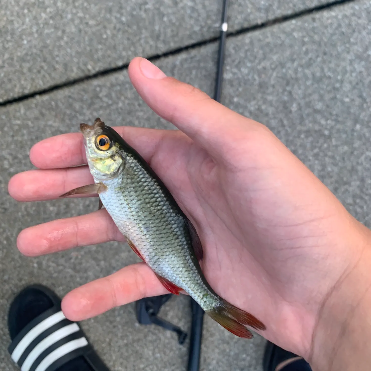 Common roach caught on Fishbrain