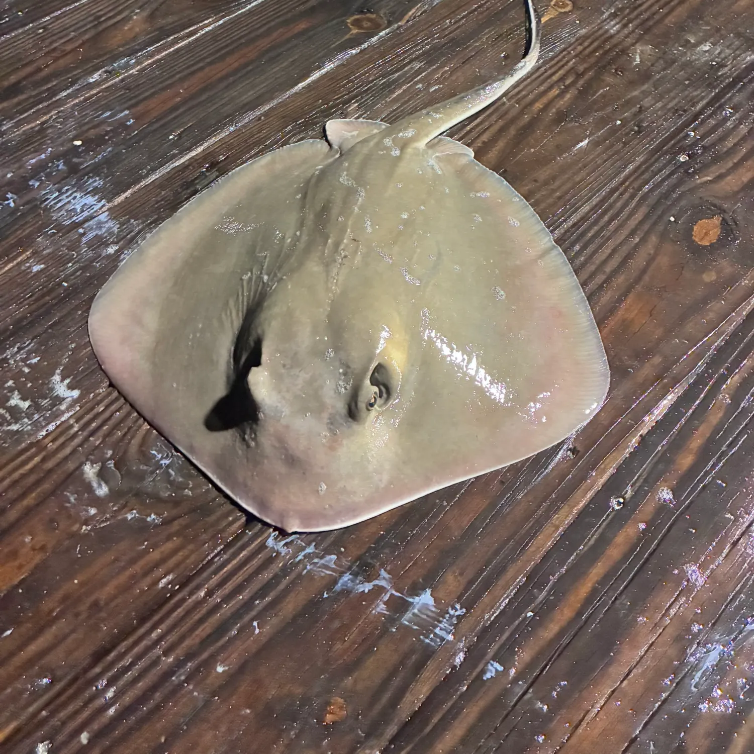 The most recent Bluntnose stingray catches on Fishbrain