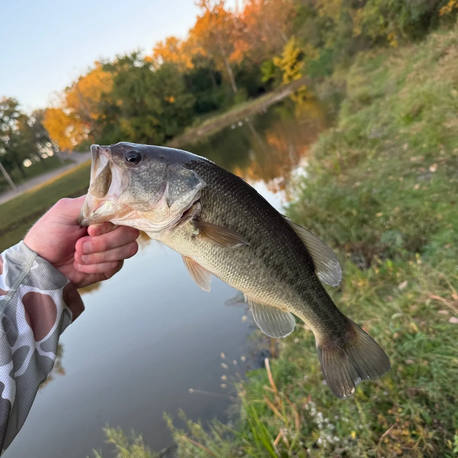 Largemouth bass caught on Fishbrain