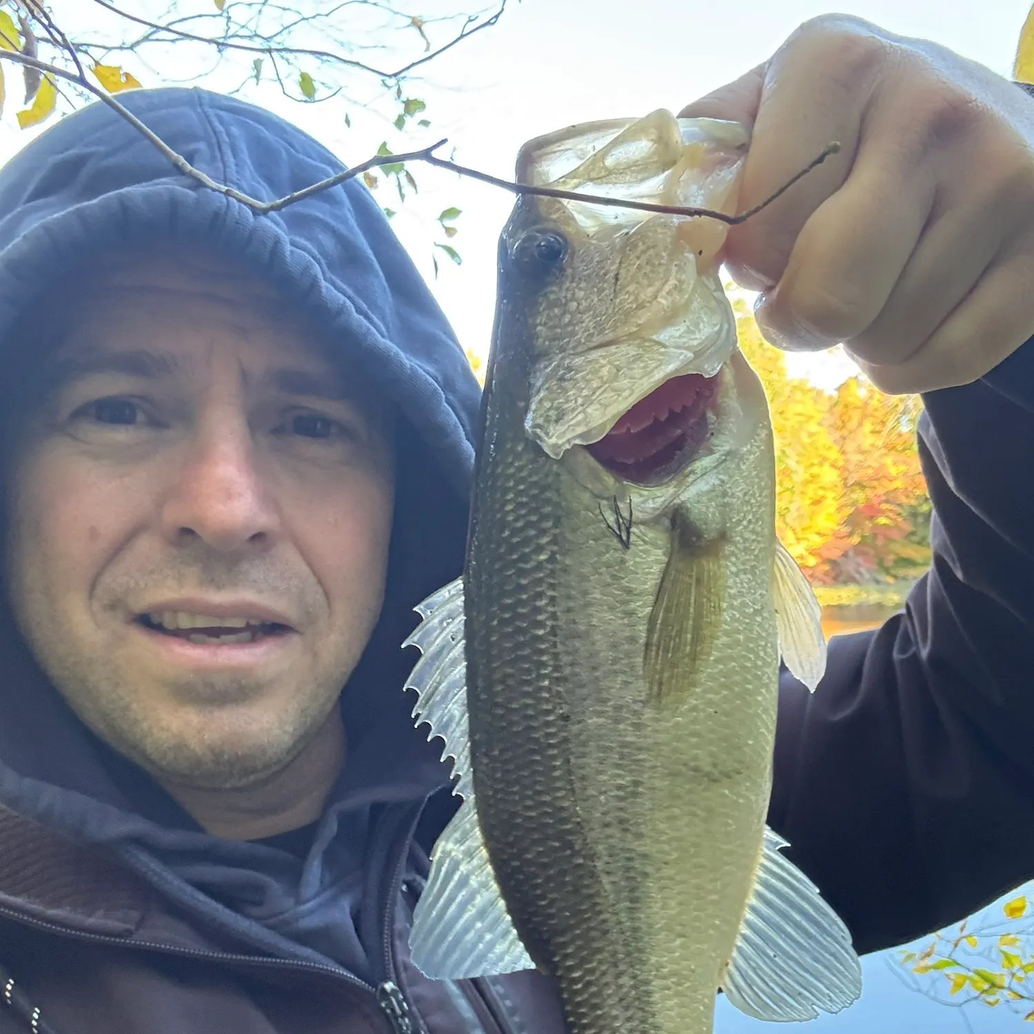 Largemouth bass caught on Fishbrain