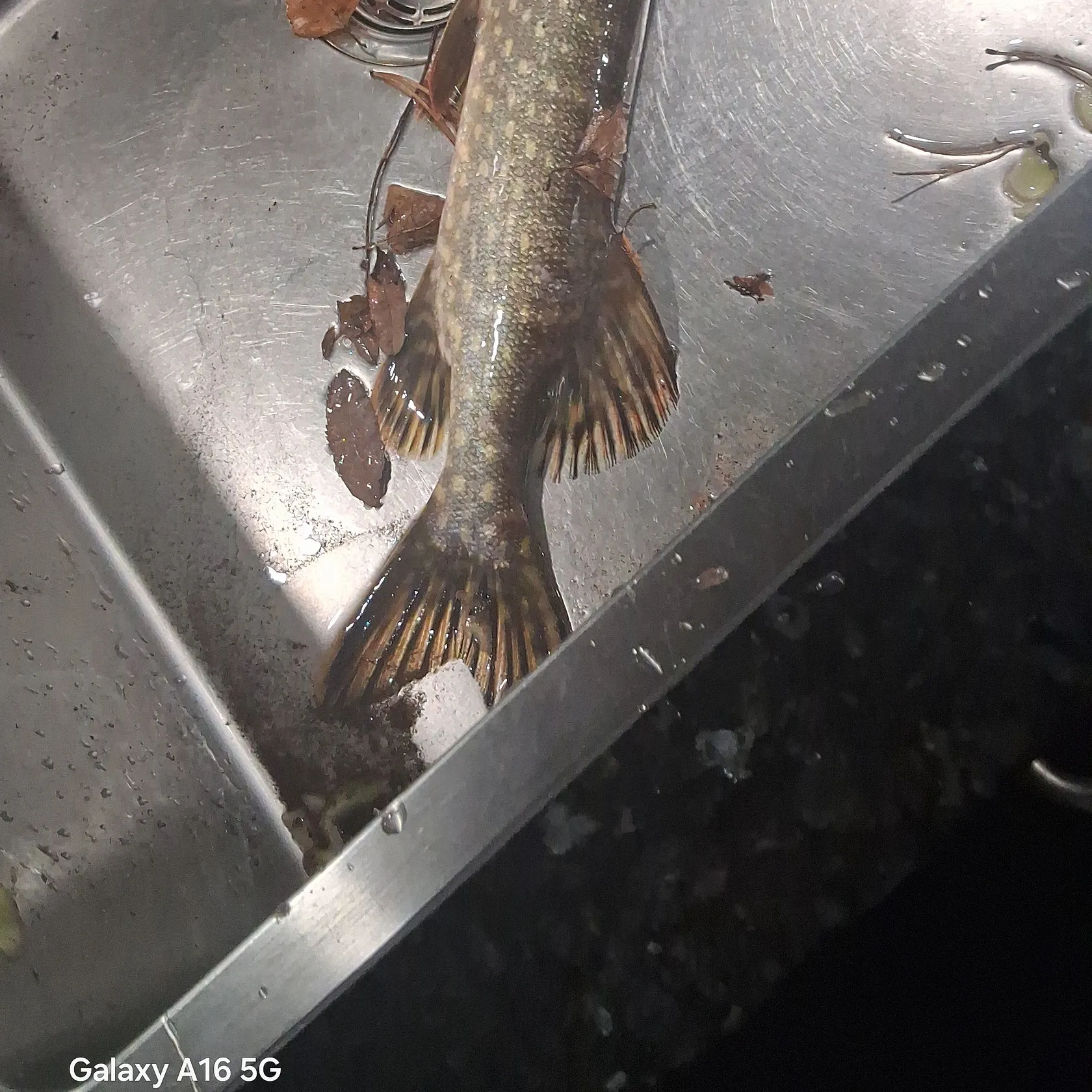 Northern pike caught on Fishbrain