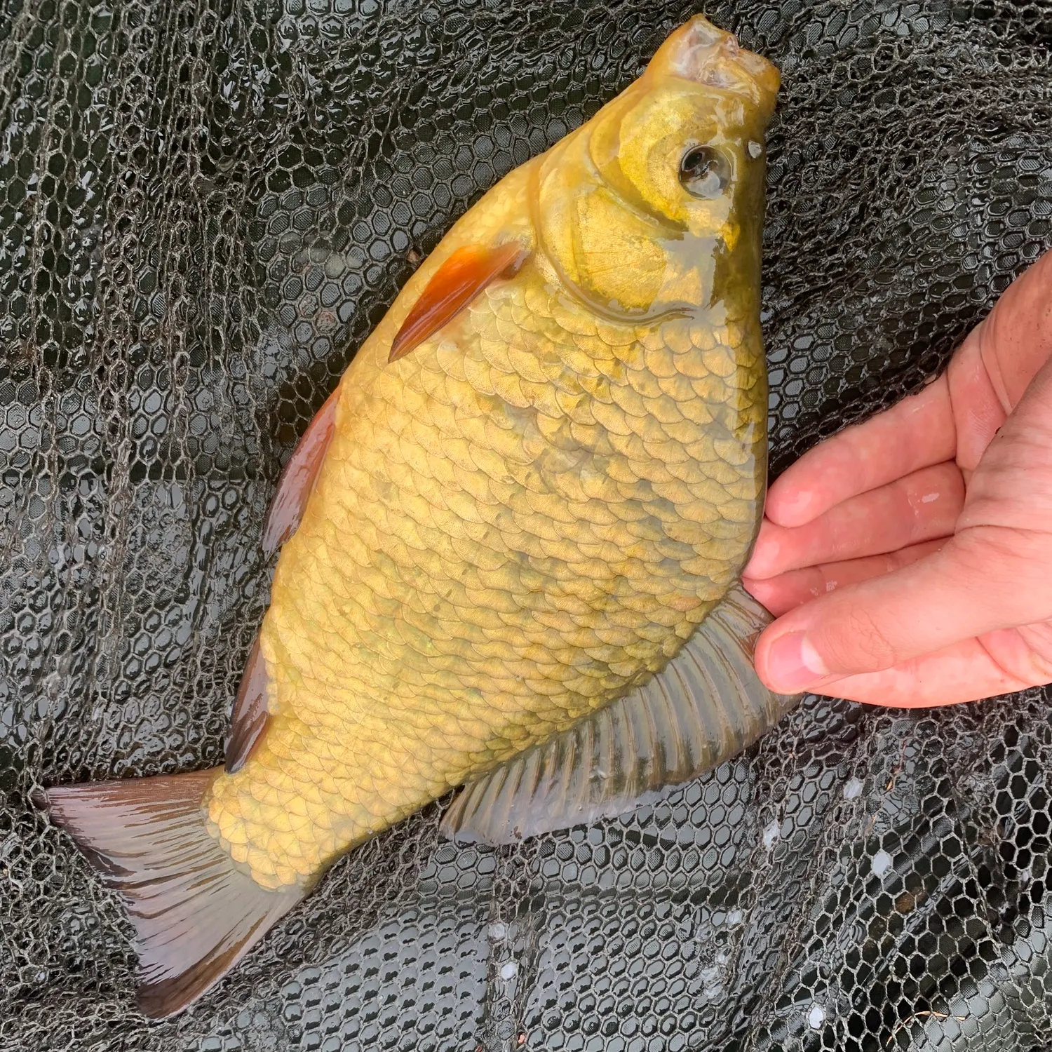 Crucian carp caught on Fishbrain