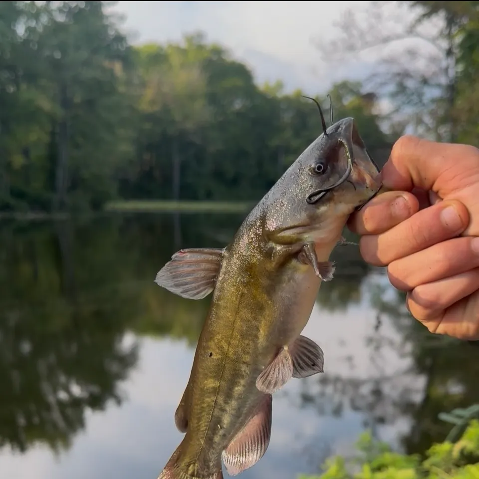 Yellow bullhead caught on Fishbrain