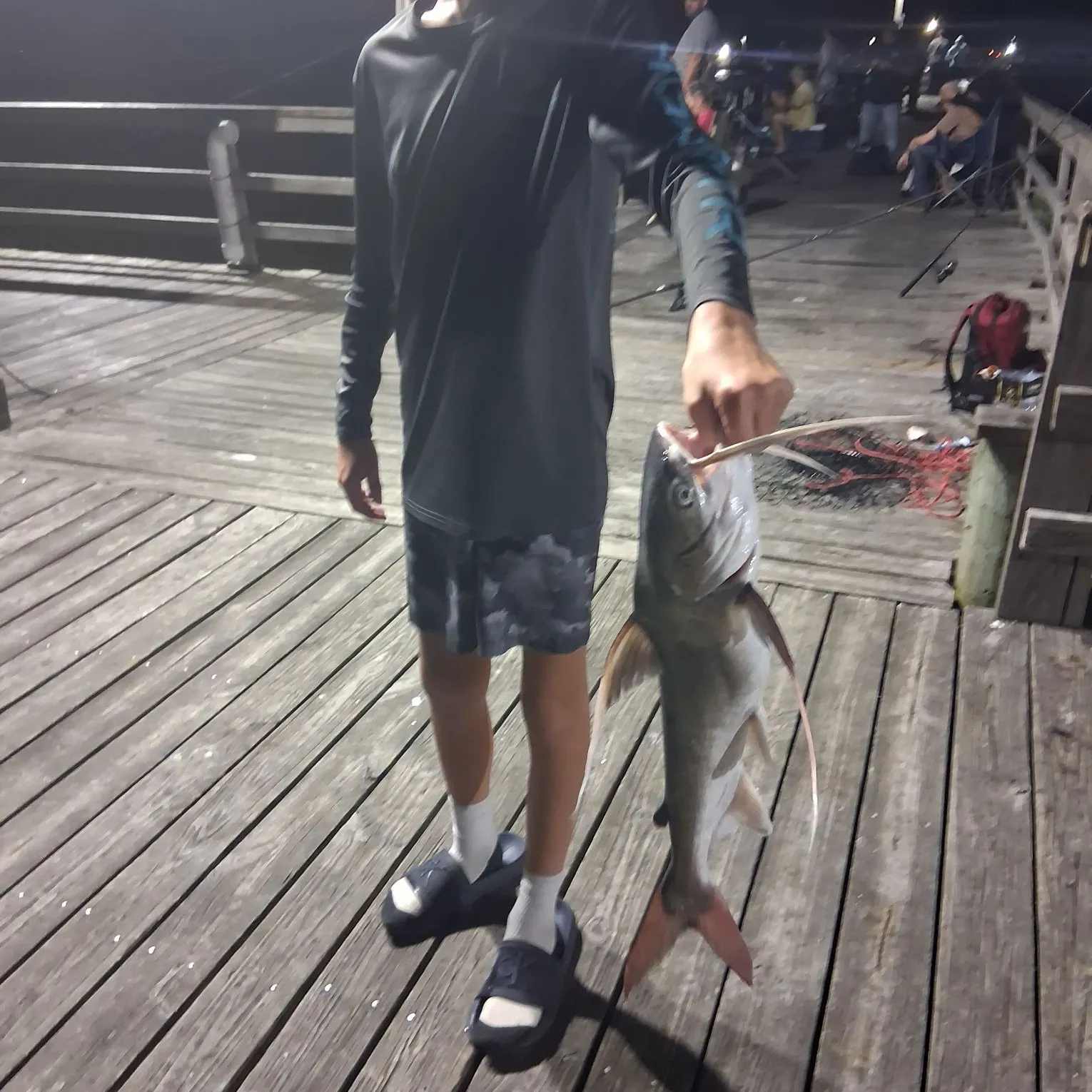 Gafftopsail sea catfish caught on Fishbrain