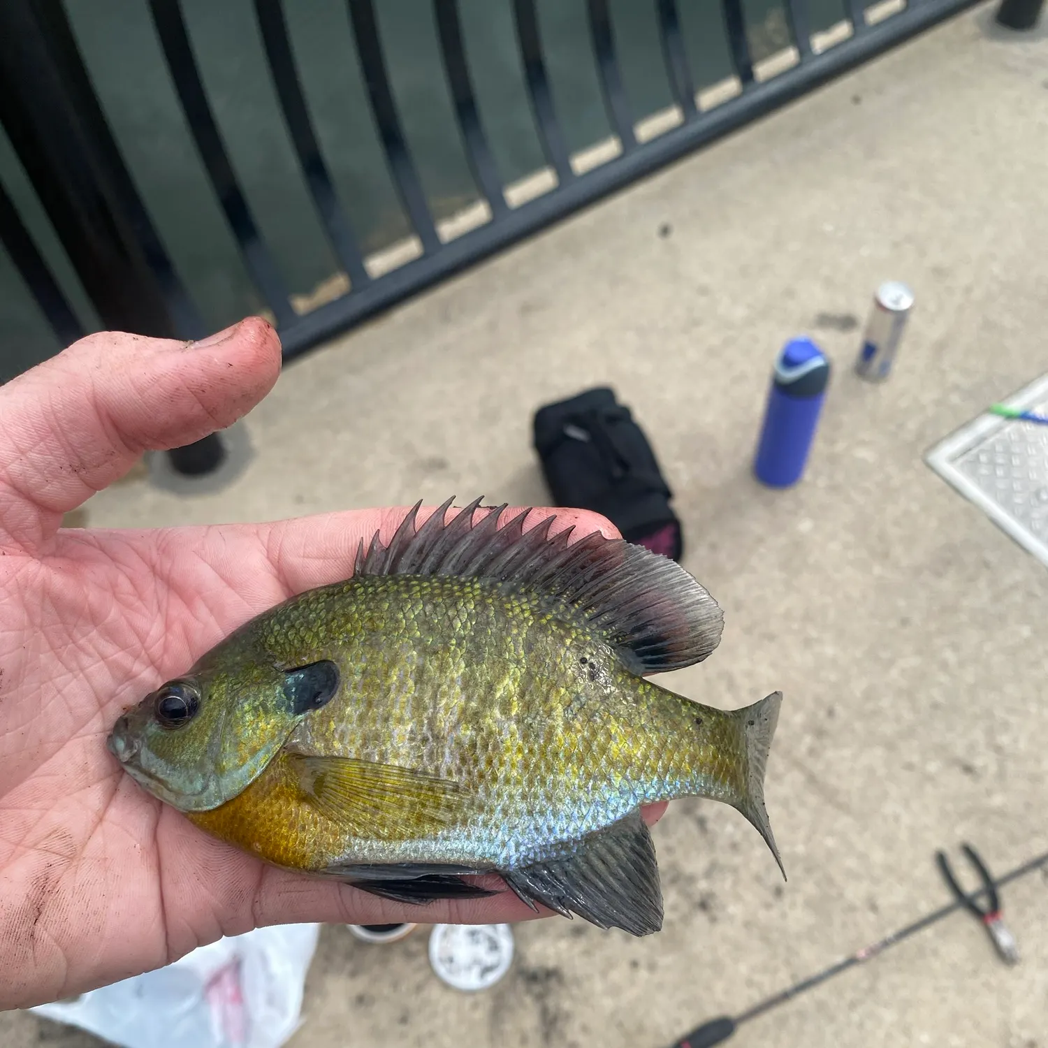 Bluegill caught on Fishbrain