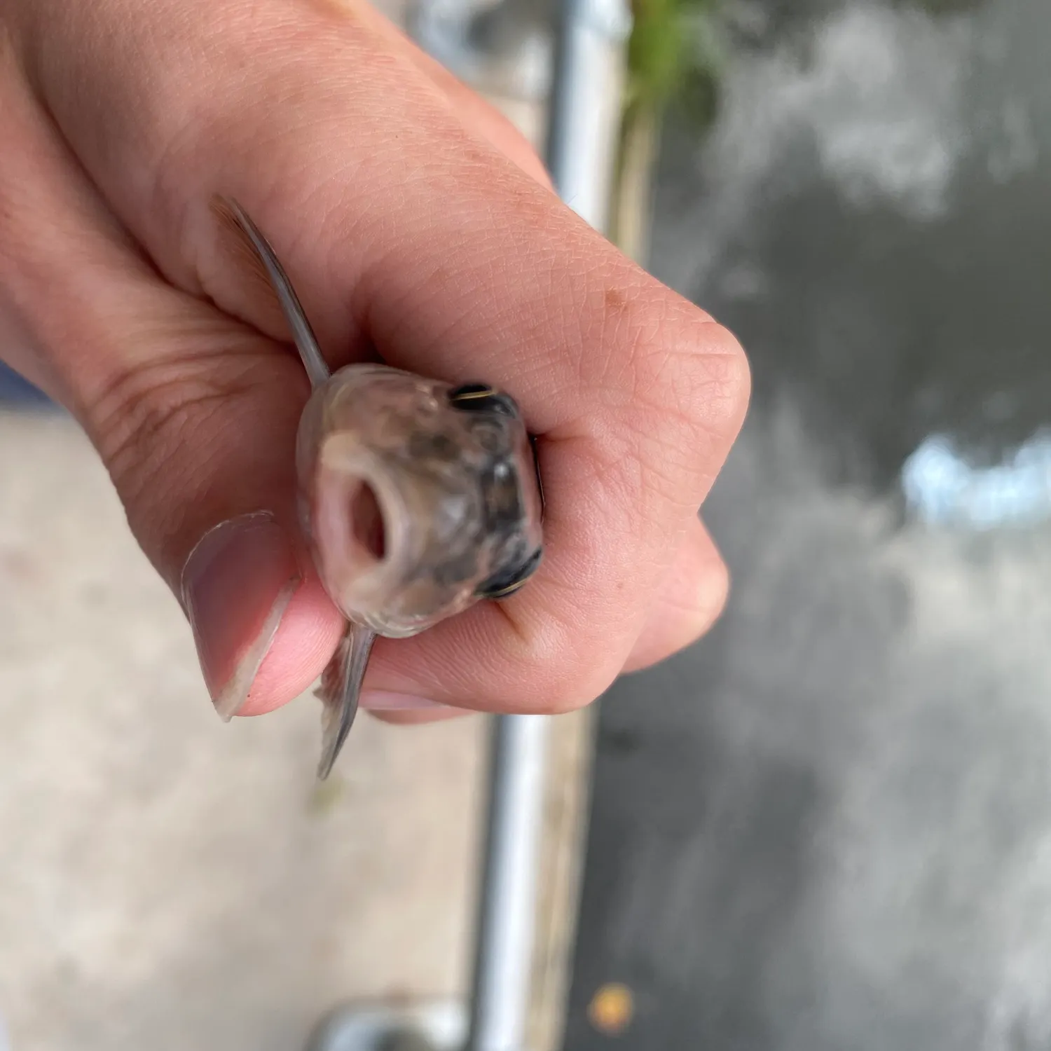 Gudgeon caught on Fishbrain