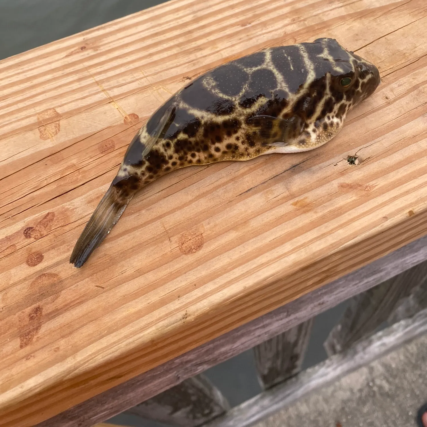 The most recent Reticulated pufferfish catches on Fishbrain