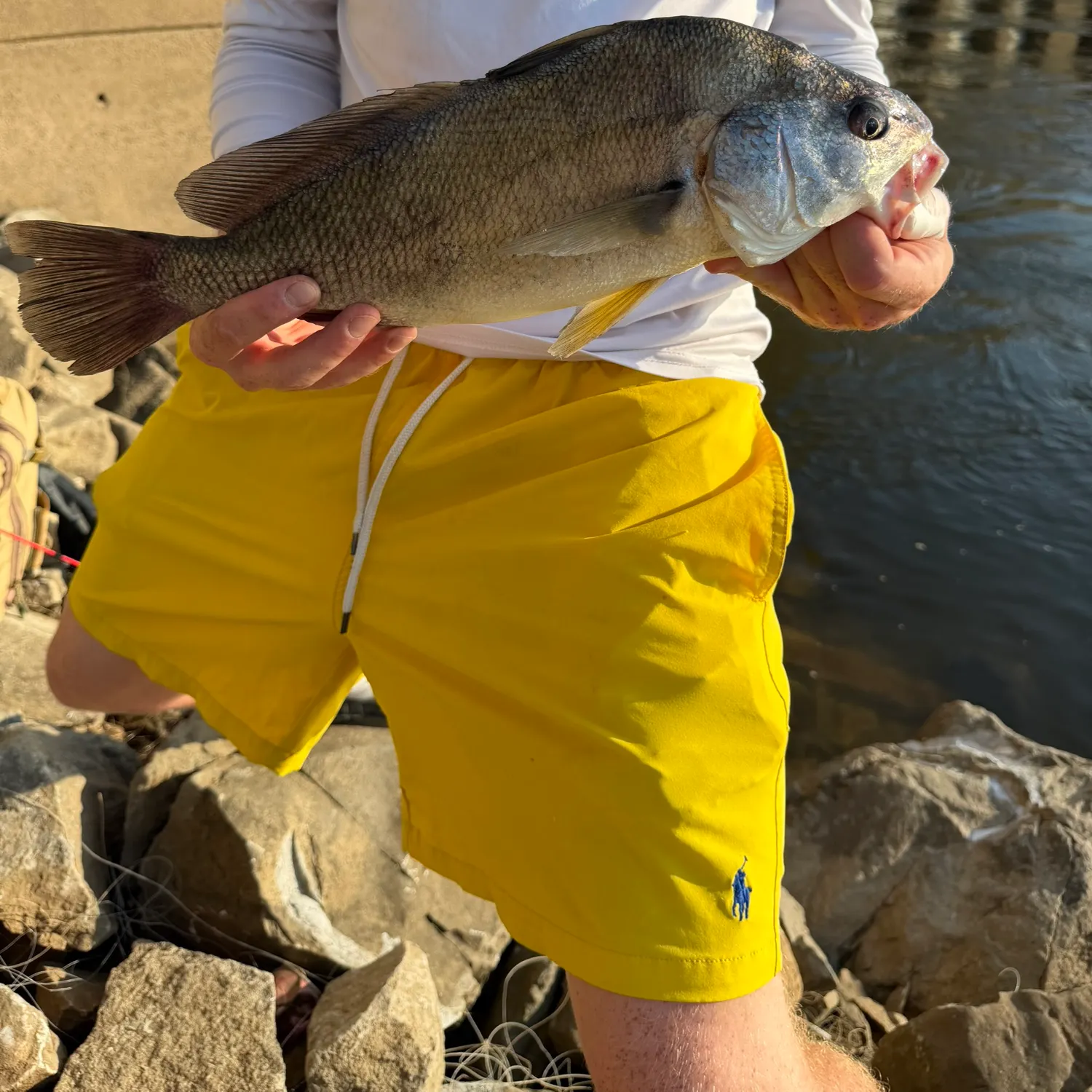 Freshwater drum caught on Fishbrain