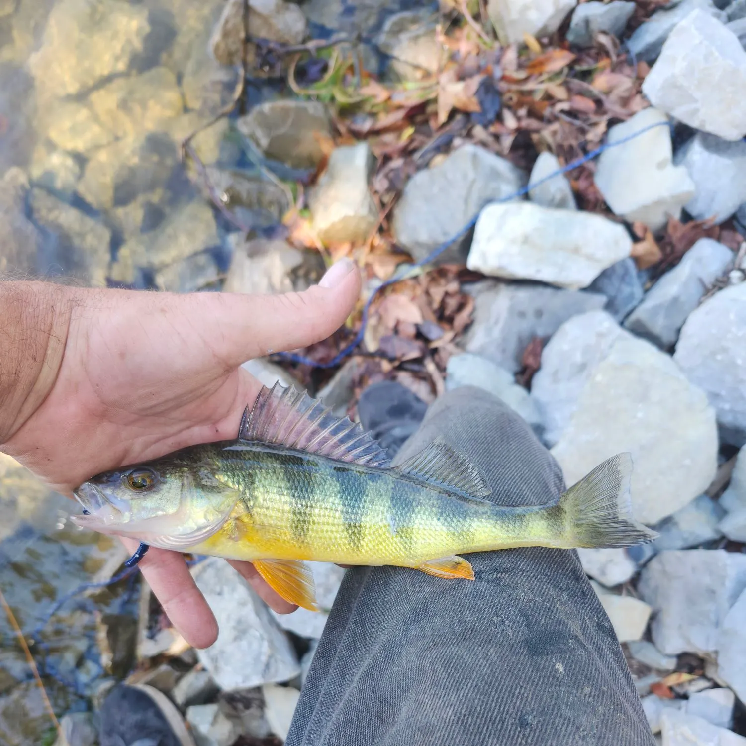 Yellow perch caught on Fishbrain