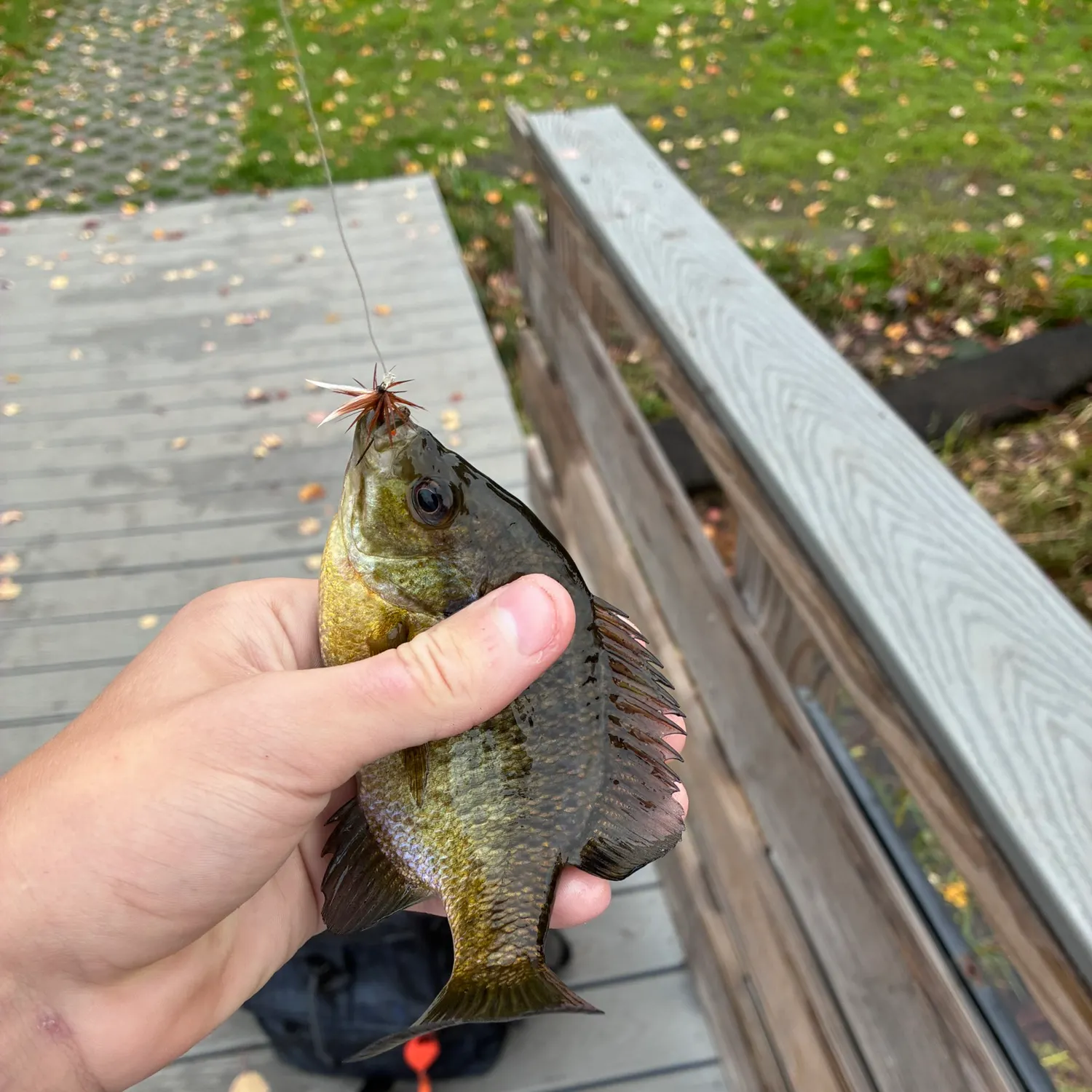 Bluegill caught on Fishbrain