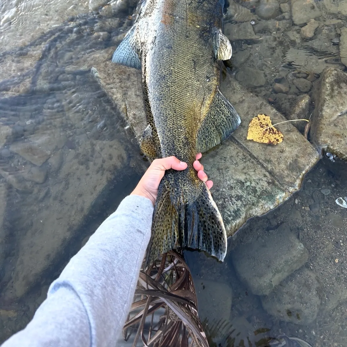 Chinook salmon caught on Fishbrain