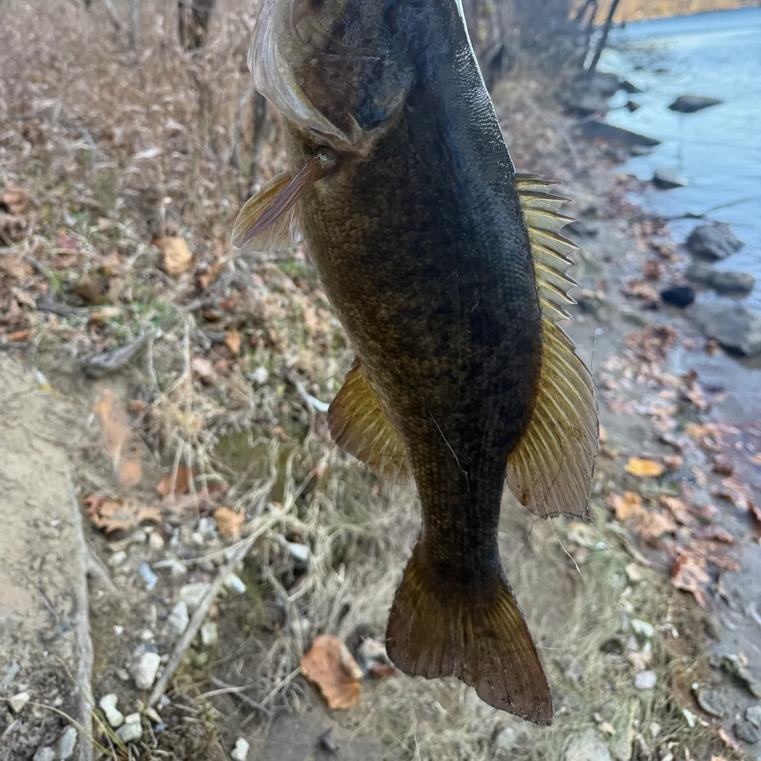The most recent Smallmouth bass catches on Fishbrain