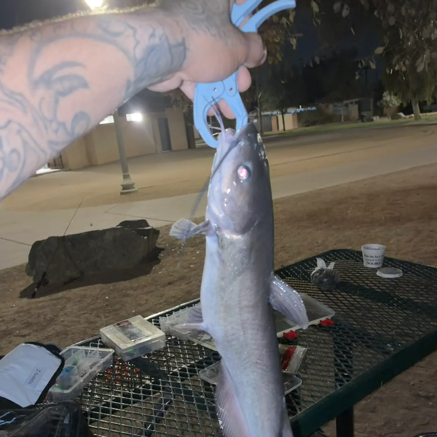 Channel catfish caught on Fishbrain