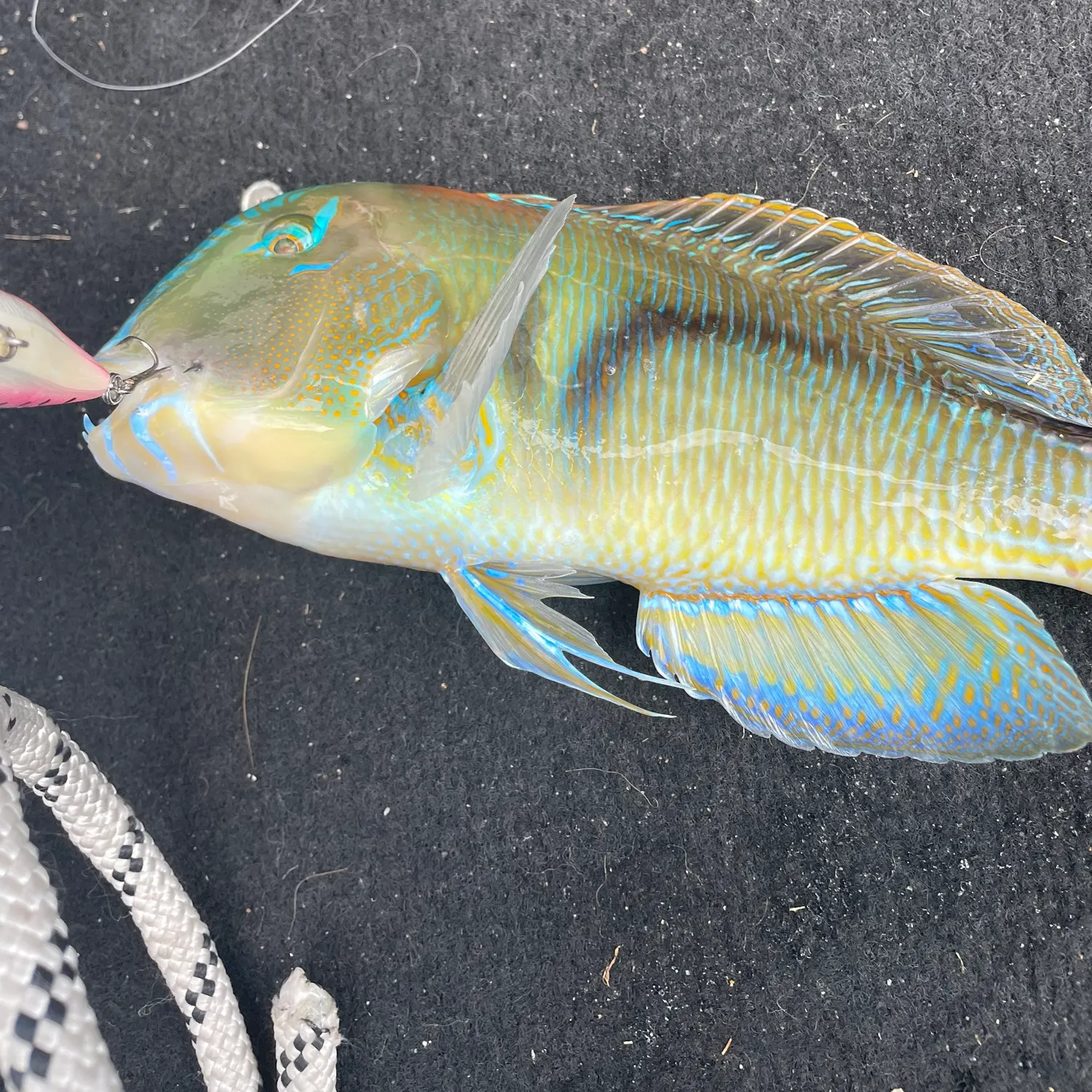 The most recent Common parrotfish catches on Fishbrain