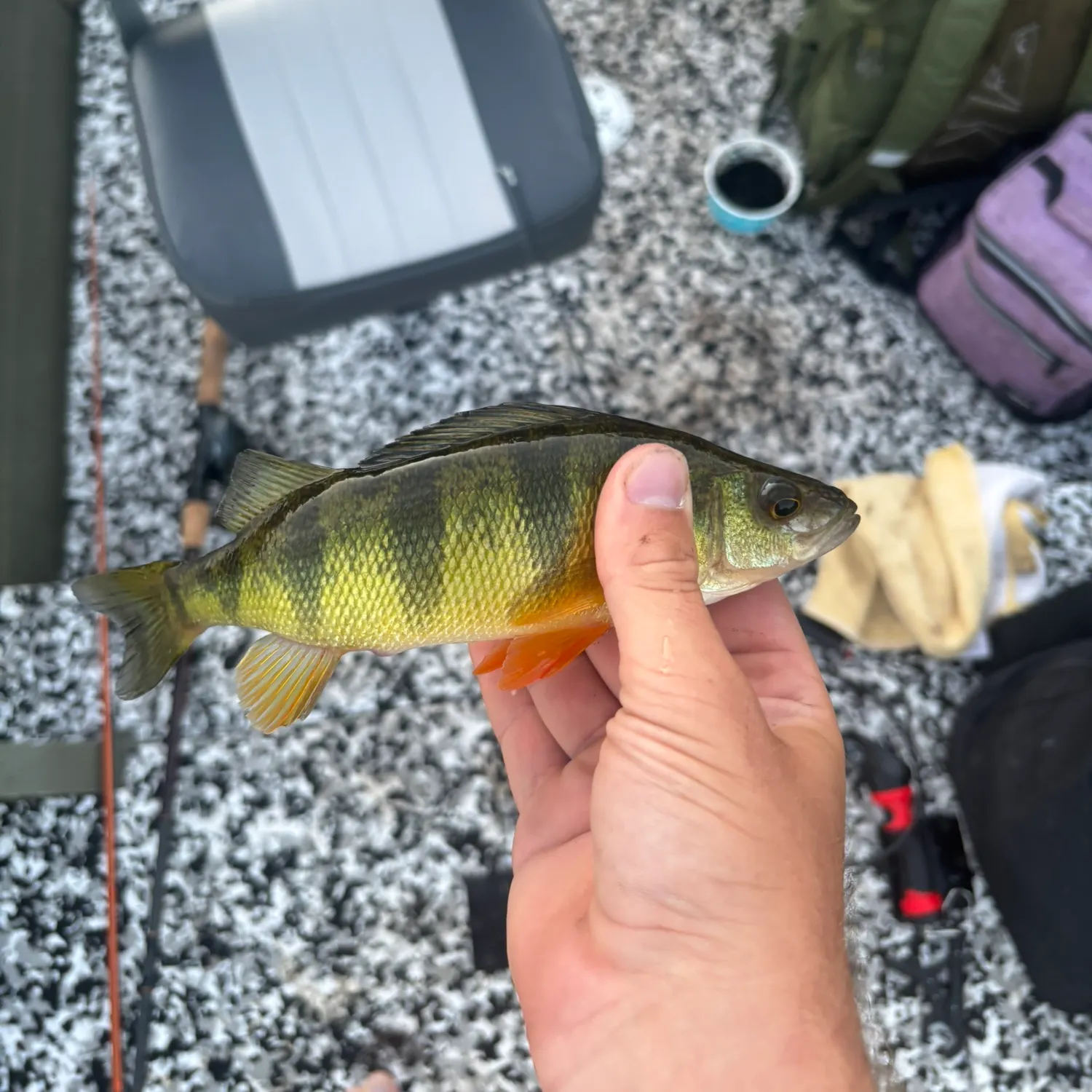 Yellow perch caught on Fishbrain