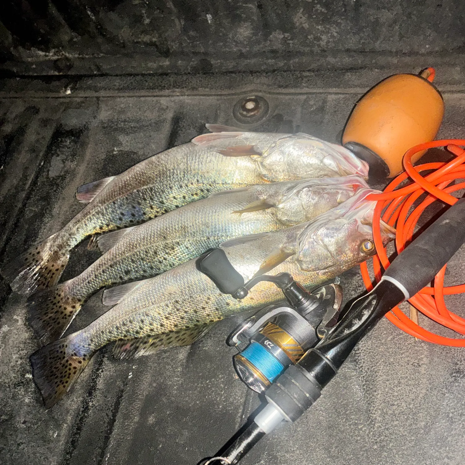 recently logged catches