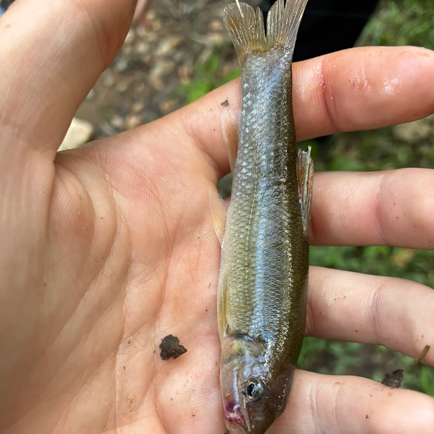 The most recent Cutlips minnow catches on Fishbrain