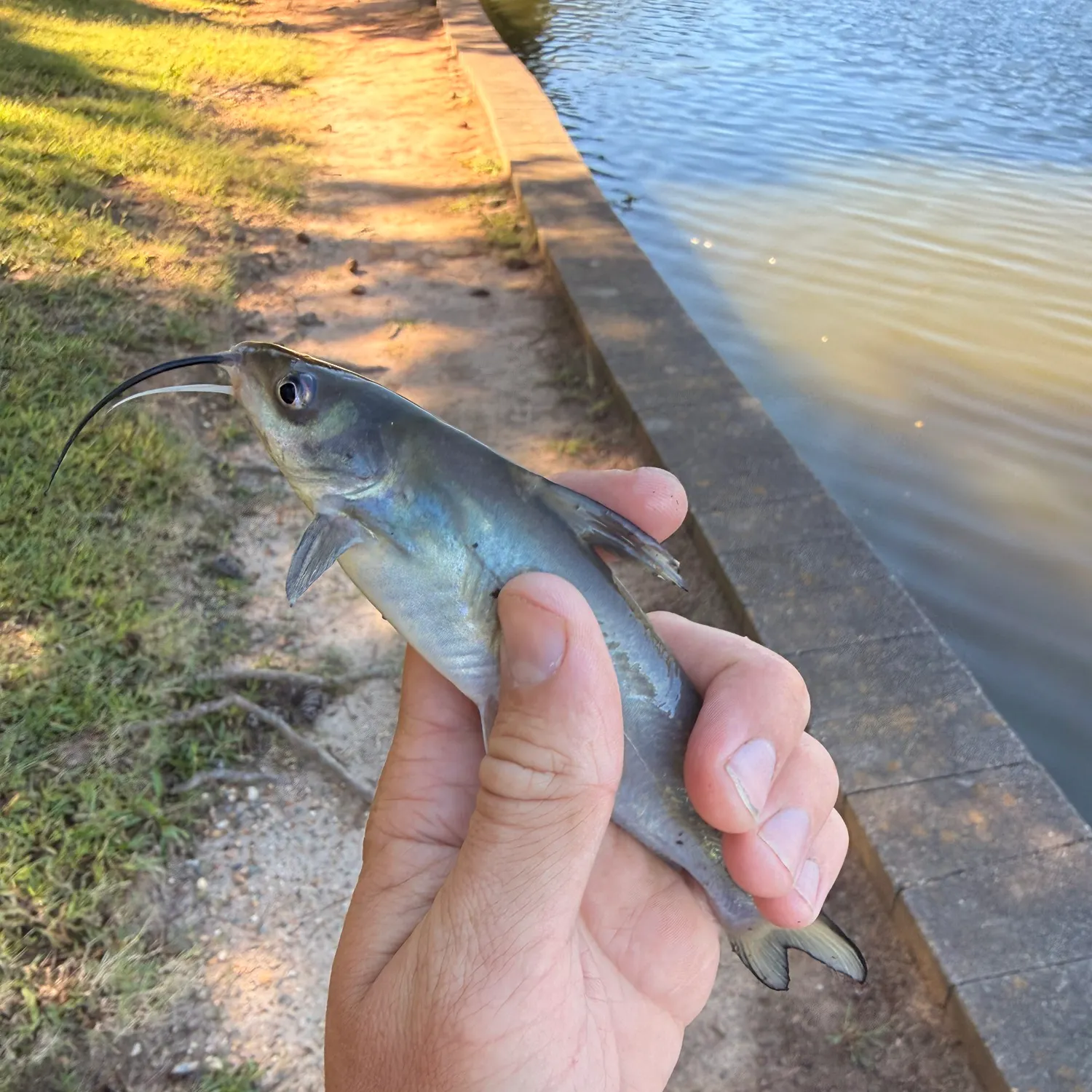Channel catfish caught on Fishbrain