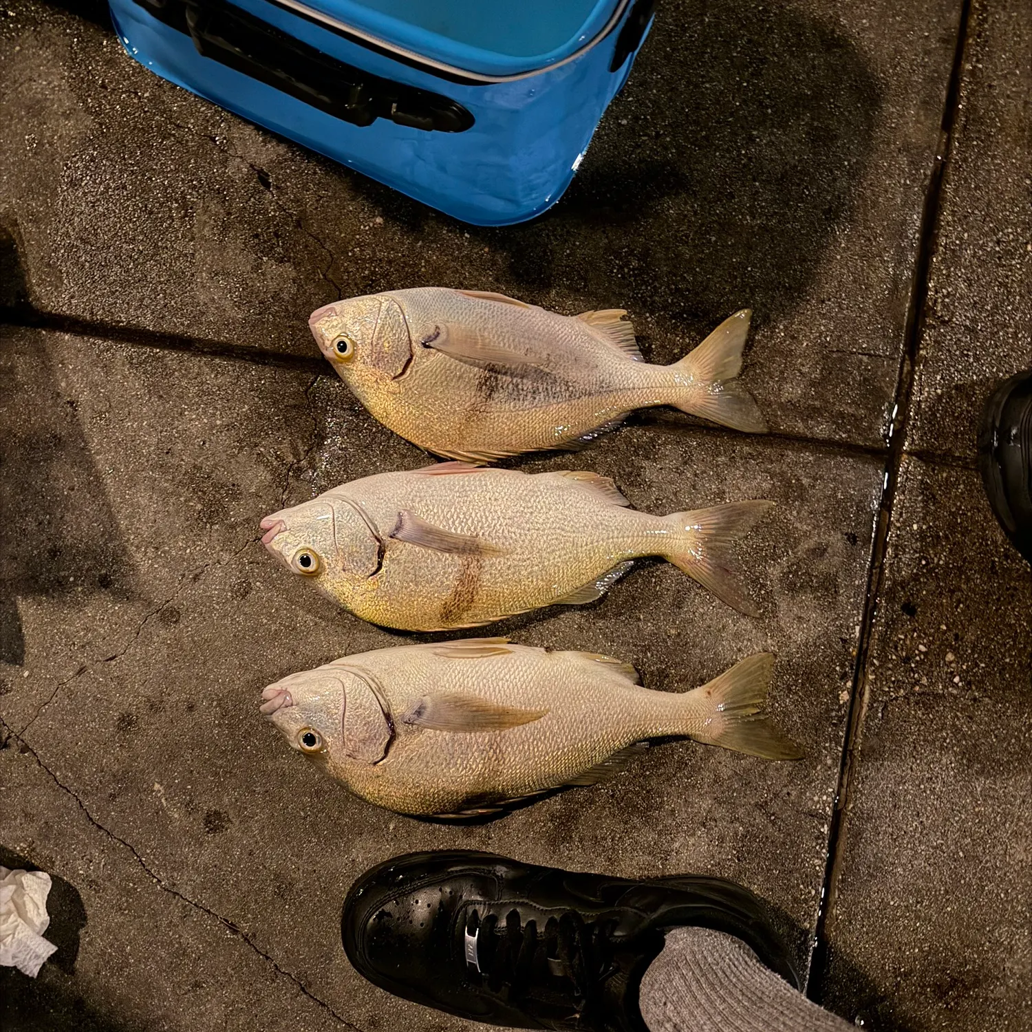 Sargo caught on Fishbrain