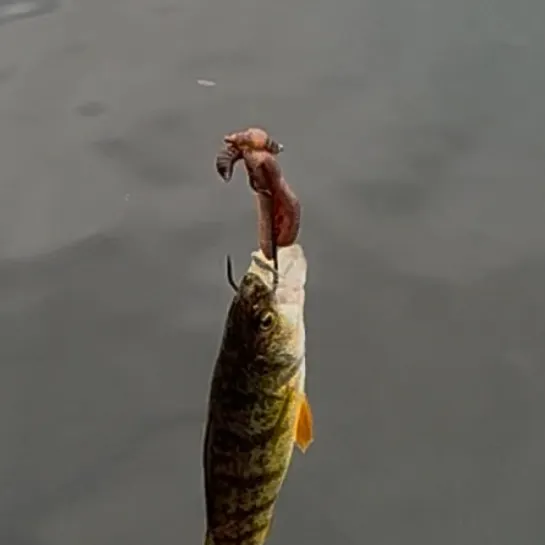 Yellow perch caught on Fishbrain
