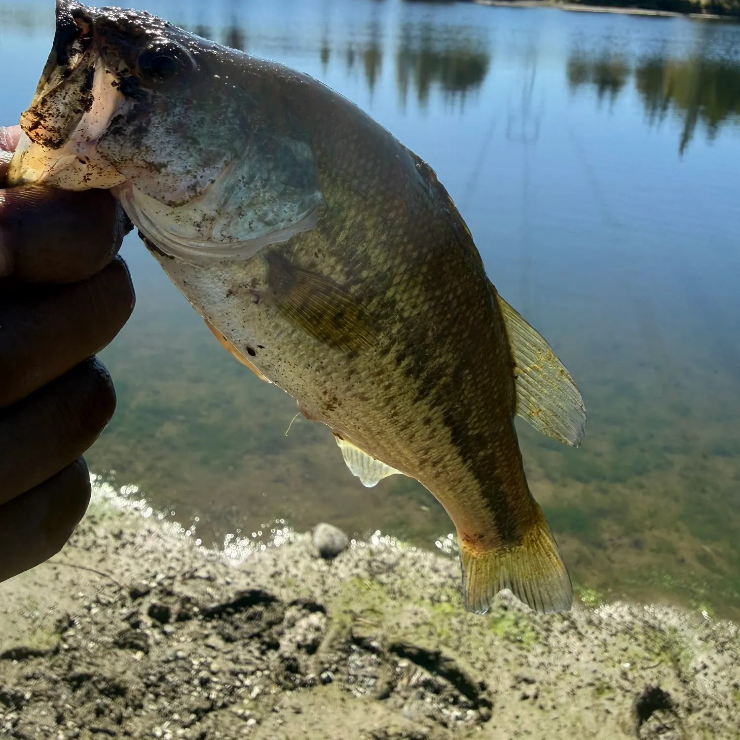 Largemouth bass caught on Fishbrain