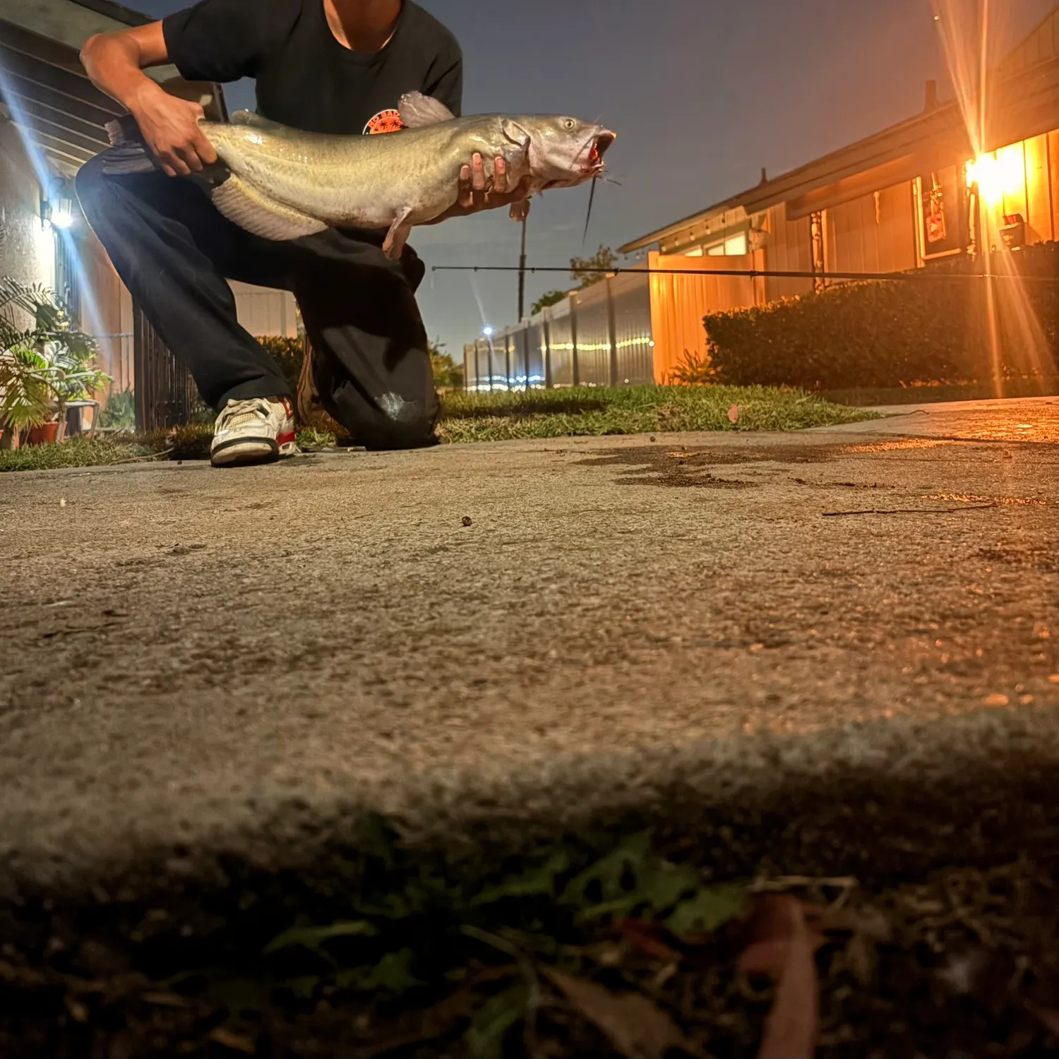 Channel catfish caught on Fishbrain
