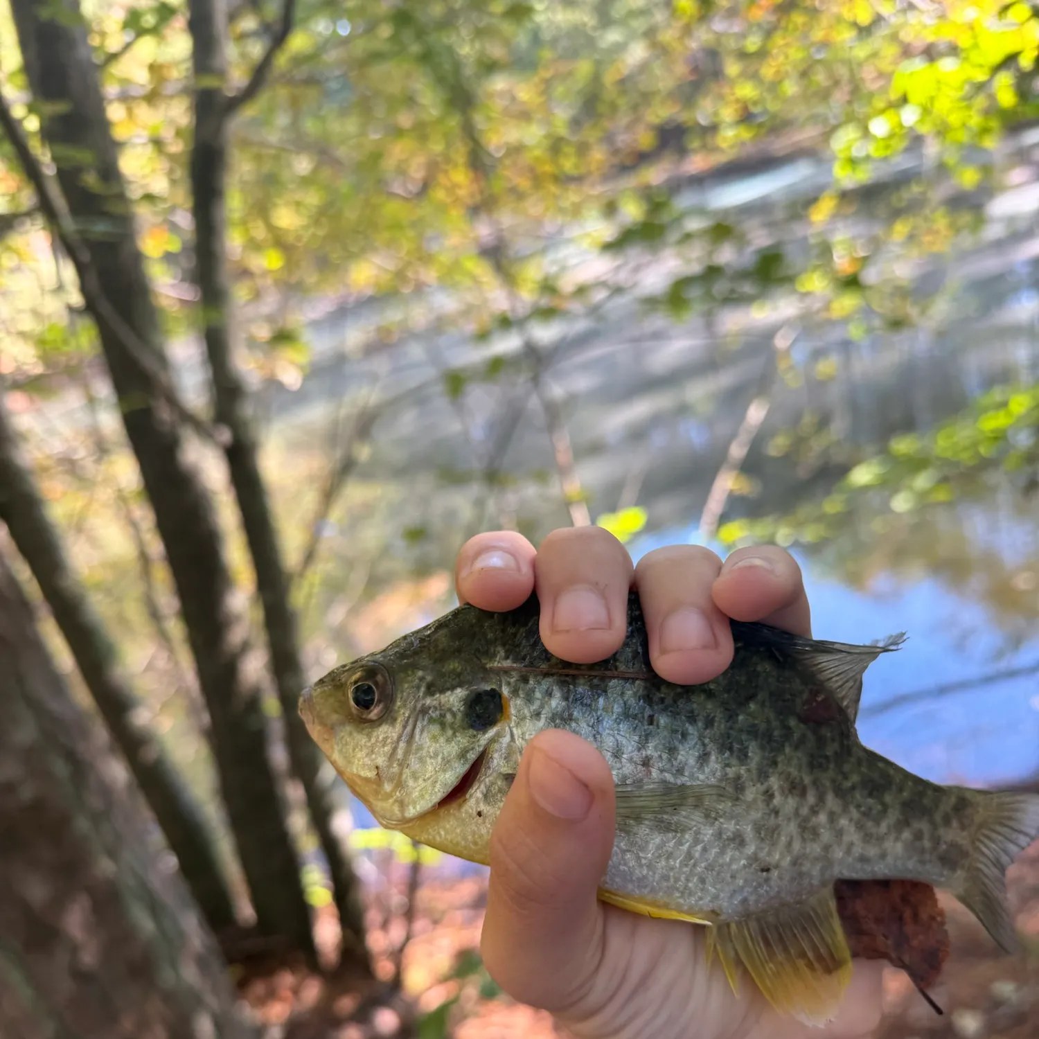 Redear sunfish caught on Fishbrain