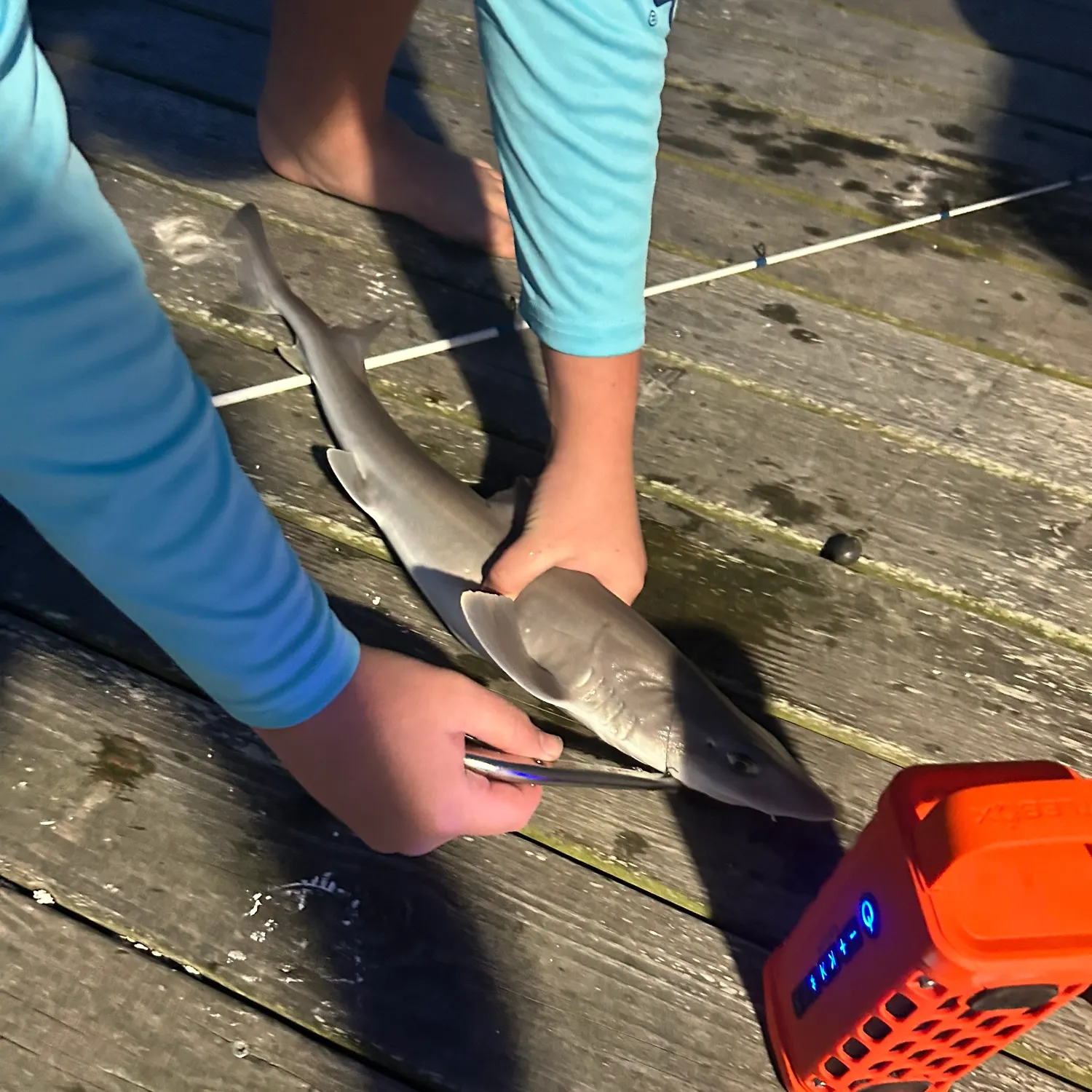 The most recent Dusky smooth-hound catches on Fishbrain