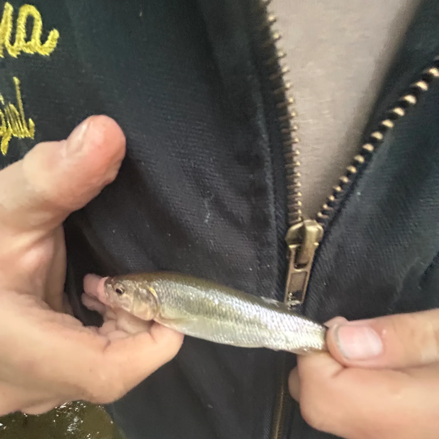 Creek chub caught on Fishbrain