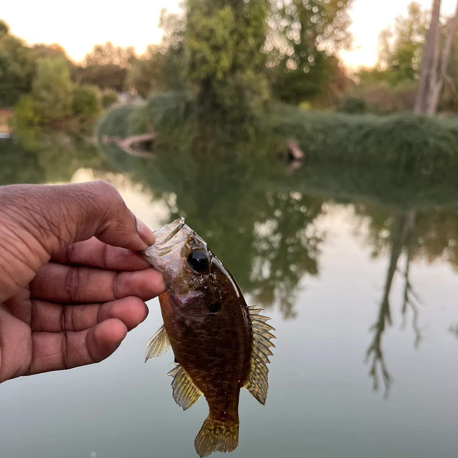 Warmouth caught on Fishbrain