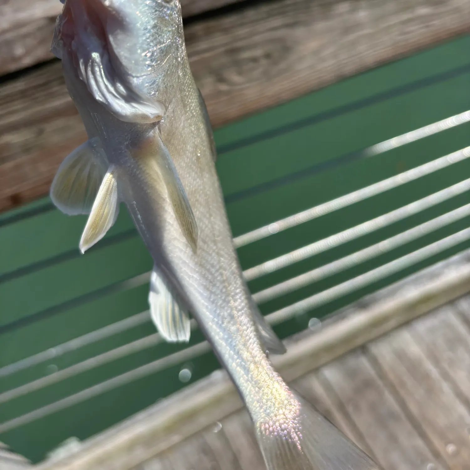 The most recent Gulf kingcroaker catches on Fishbrain