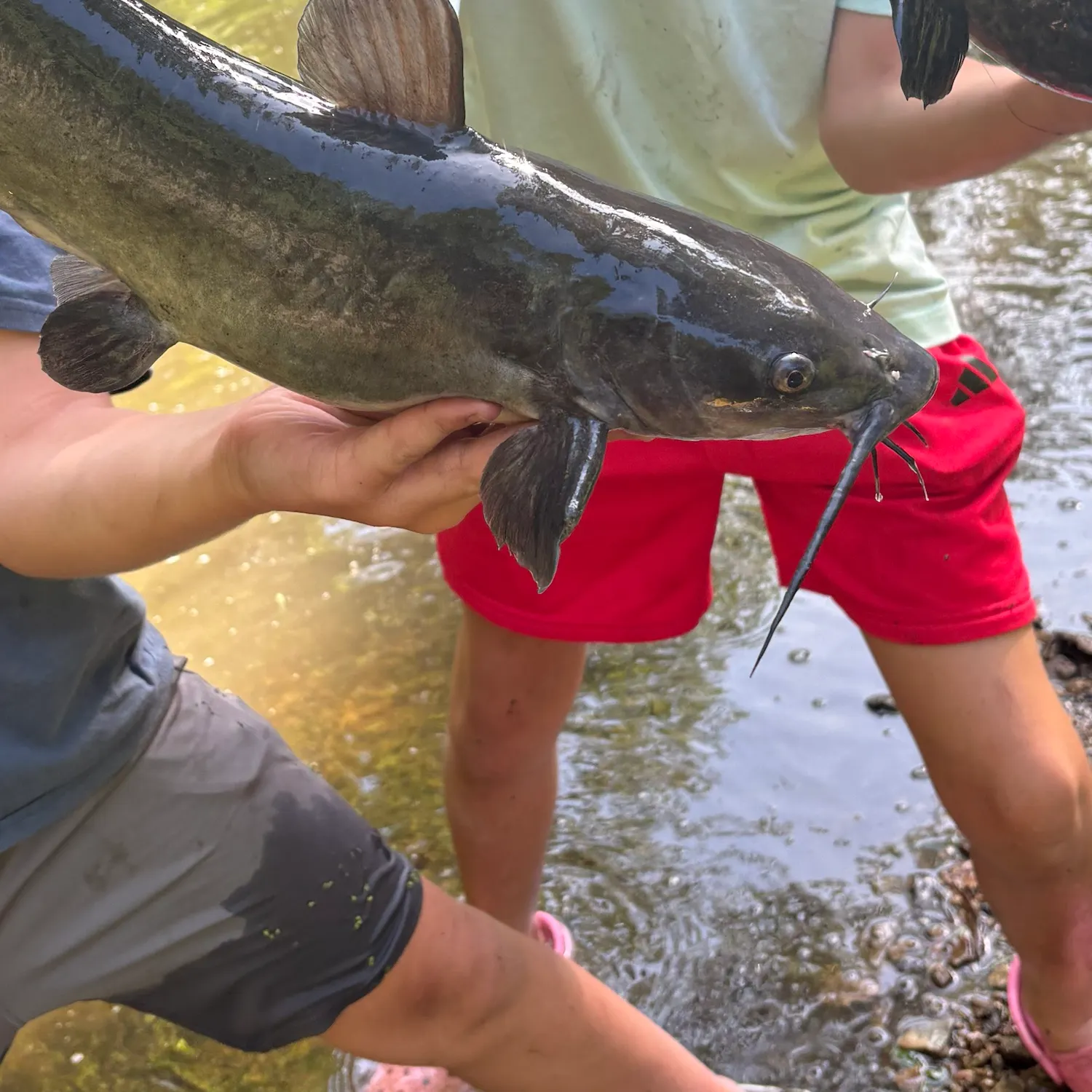 Channel catfish caught on Fishbrain