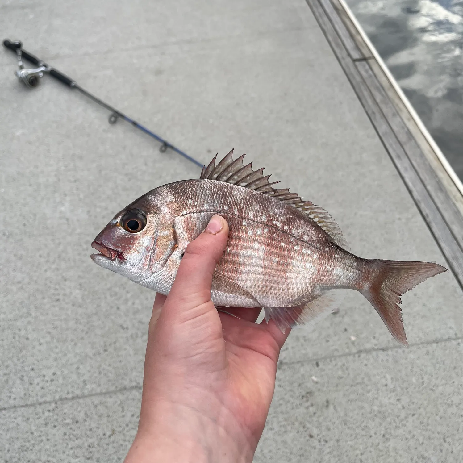 The most recent Australasian snapper catches on Fishbrain