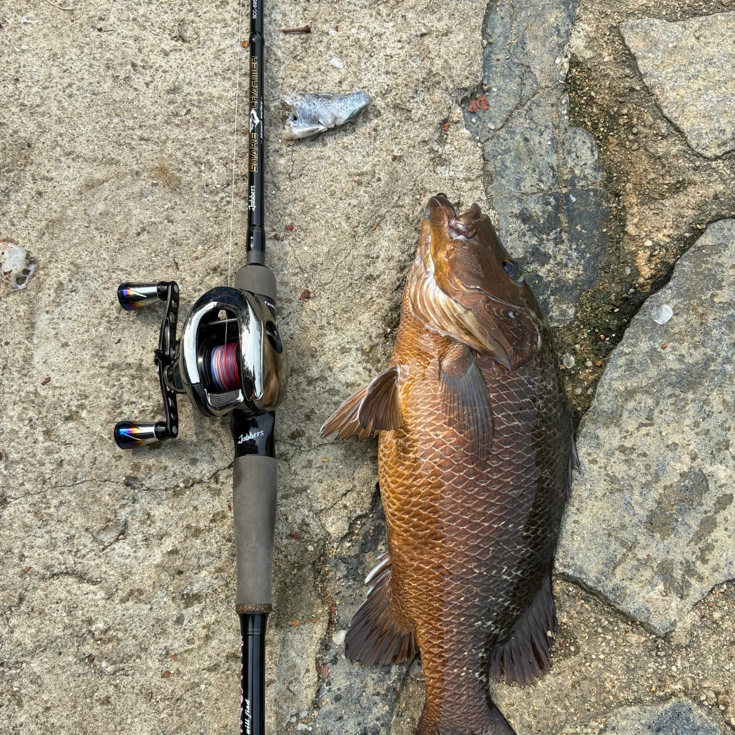Fish caught on Fishbrain
