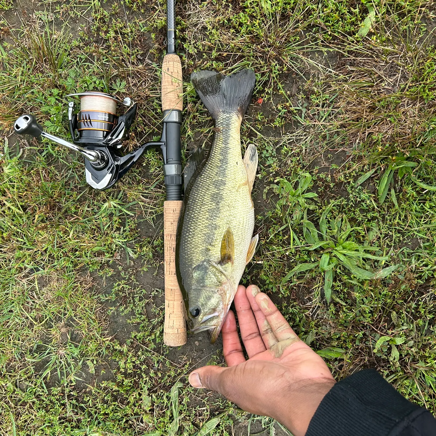 Largemouth bass caught on Fishbrain