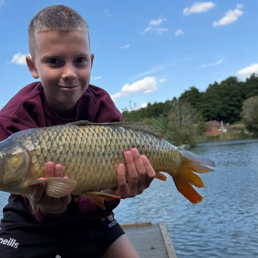Common carp caught on Fishbrain