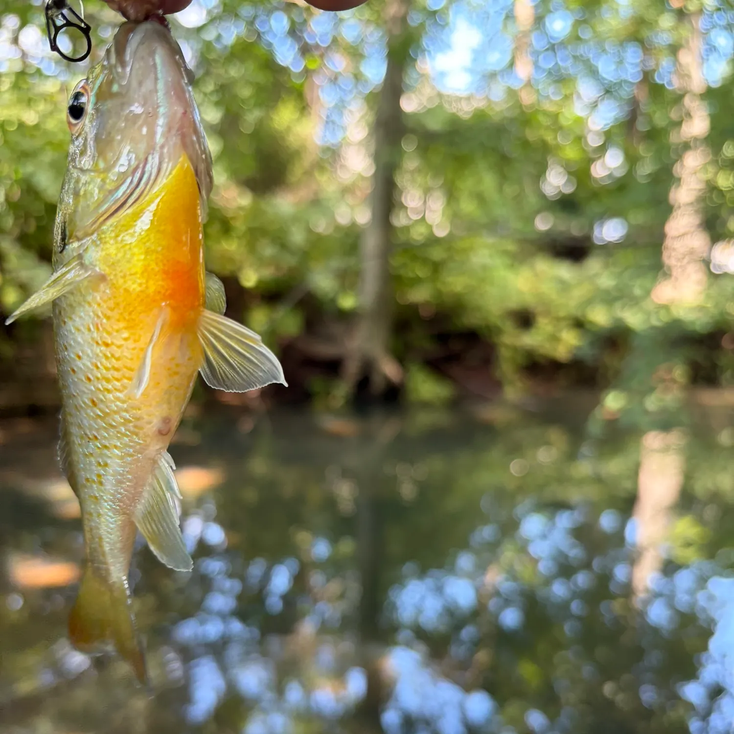 Redbreast sunfish caught on Fishbrain