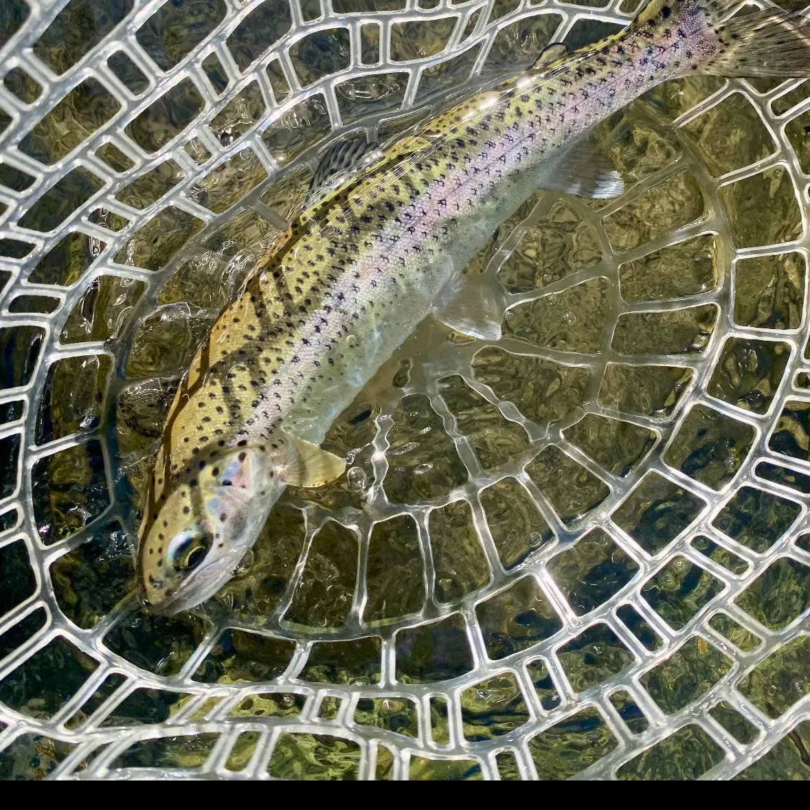 Cutbow caught on Fishbrain