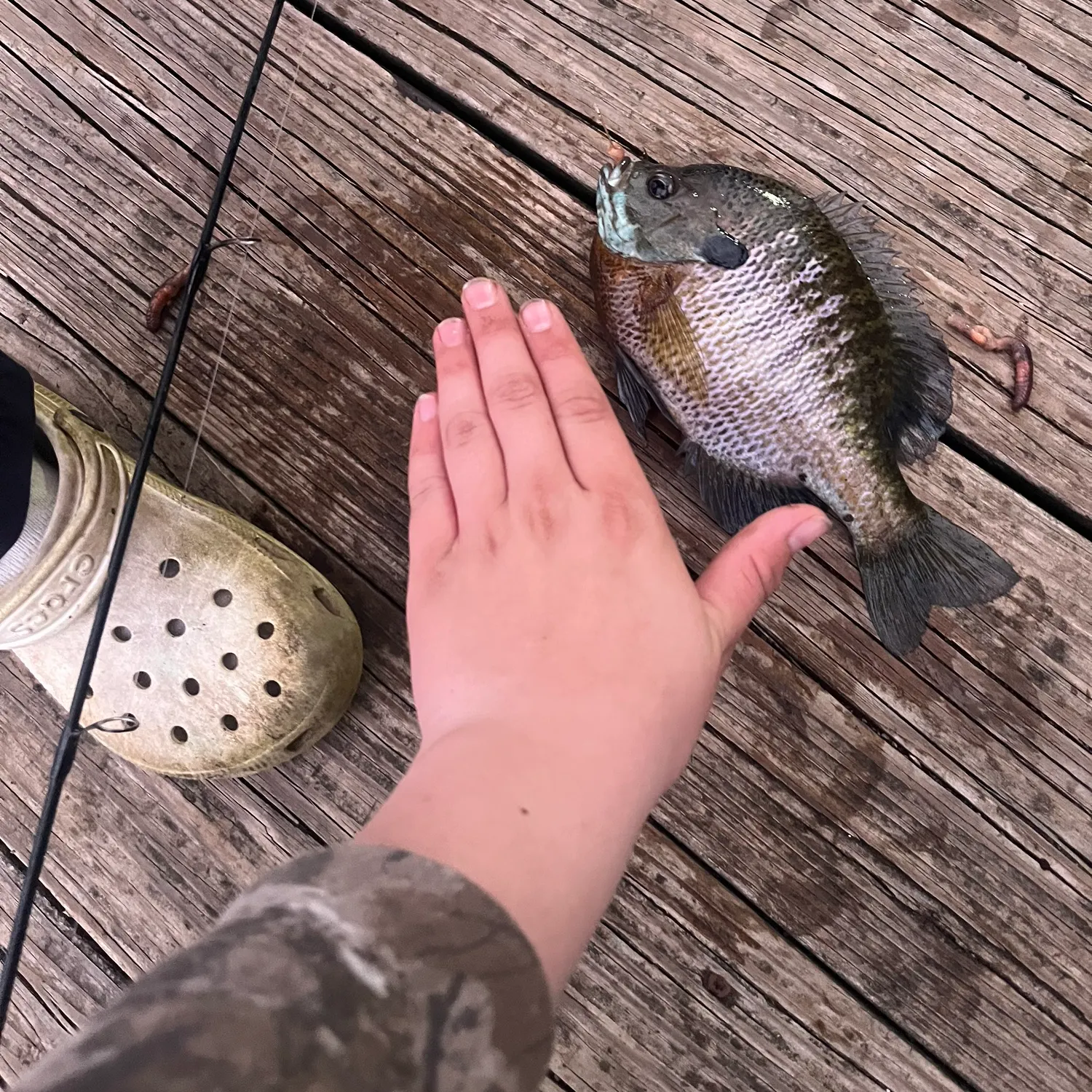 recently logged catches
