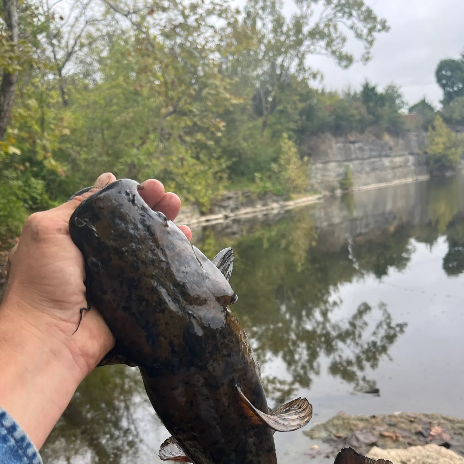 Flathead catfish caught on Fishbrain