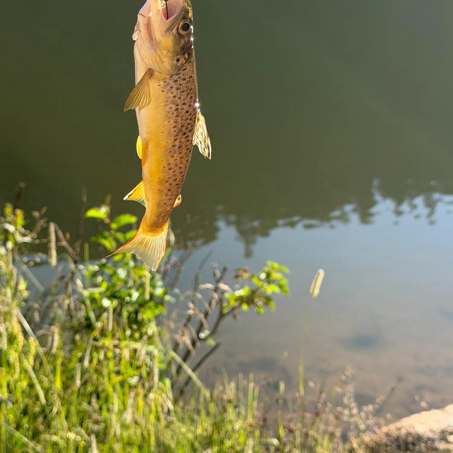 Brown trout caught on Fishbrain