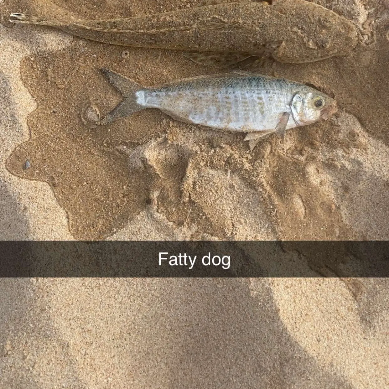 The most recent Bartail flathead catches on Fishbrain