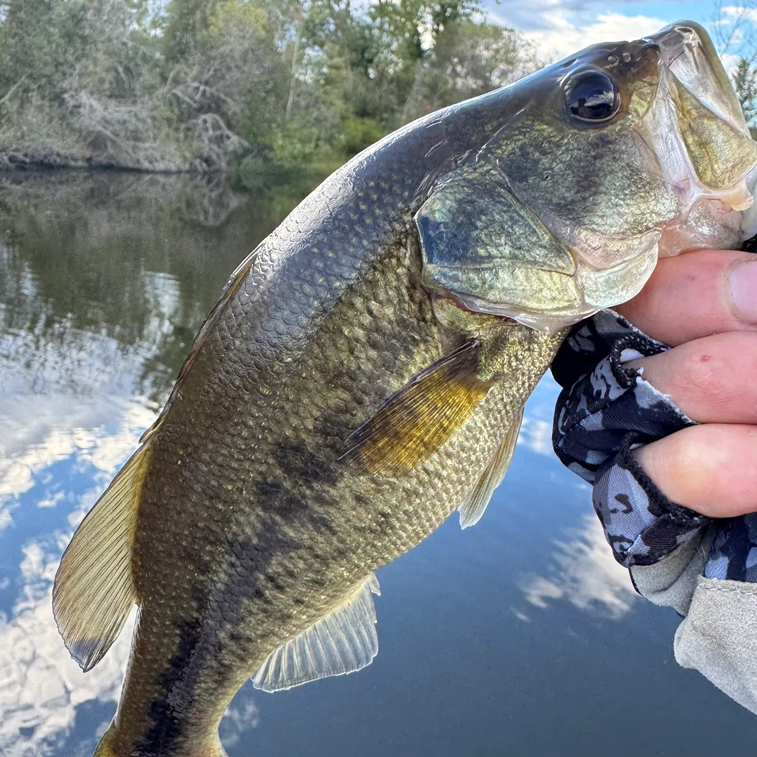 Largemouth bass caught on Fishbrain